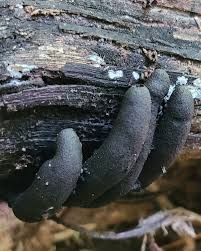 Image result for Xylaria polymorpha