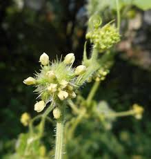 Image result for Cogniauxia