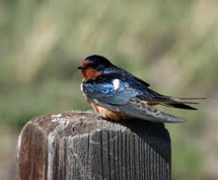 It seems to have adopted humans as neighbors, typically placing its nest in barns or garages, or under bridges or wharves; Swallow Control Bird Control Services Barn Swallow Nest Removal
