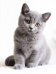 Adopsi Kucing British Shorthair British Shorthair
