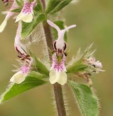 Image result for Stomatanthes