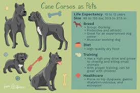 Cane Corso Full Profile History And Care