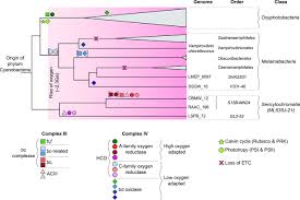 It requires atmospheric oxygen and all higher organisms respire. On The Origins Of Oxygenic Photosynthesis And Aerobic Respiration In Cyanobacteria Science