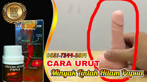 Hasil gambar untuk minyak lintah hitam papua