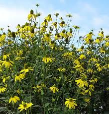 During years without oppressive drought conditions, there has been a rebloom period that extends the bloom time through. Pin On Pierpont S New Garden