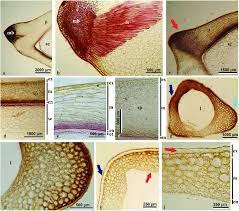 Image result for Zosteraceae