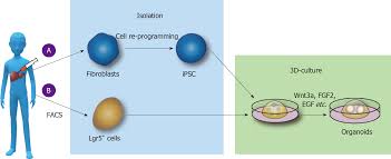 3d diagram of the liver. Organoids Of Liver Diseases From Bench To Bedside