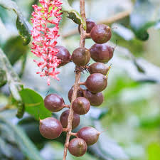 Image result for Macadamia tetraphylla