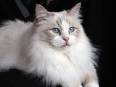 The Bicolor Ragdoll Cat | Ragdoll Cat Colors and Patterns