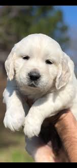 We breed english golden retrievers with some of the best pedigrees, temperaments, and health clearances. English Cream Goldens Home Facebook