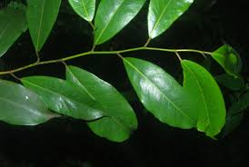 Image result for Trilepisium madagascariense