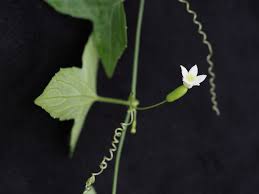 Image result for Zehneria