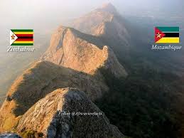 Image result for Olinia chimanimani