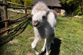 Ewenement w opolskim zoo. Na świat przyszedł biały wielbłąd. Niestety, odrzuciła go matka