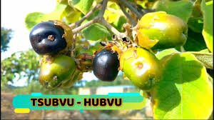 Image result for Vitex payos