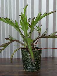 Kalanchoe Elk Antlers World Of Succulents Unusual Plants Unique Plants Plants