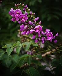 Image result for Lonchocarpus