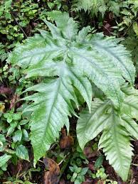 Image result for Tectaria fernandensis