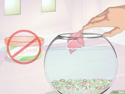 How To Teach Your Betta To Jump 11 Steps With Pictures Betta Fish Care Betta Betta Fish
