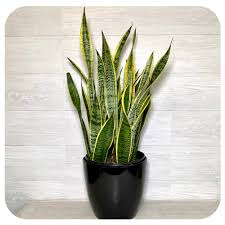 Image result for Vahadenia laurentii