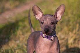 Check spelling or type a new query. Cachorro Joven Xolo Perro Xolo Xoloitzcuintle Sin Pelo Perro Mexicano Foto De Stock Crushpixel