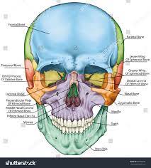 The Bones Of The Cranium The Bones Of The Head Skull The Individual Bones And Their Salient Features In Differ Bones Of The Head Skull Anatomy Anatomy Bones