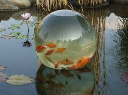 Check spelling or type a new query. Bubble Koi Pond Fish Viewing Bubble 18 Diameter Ponds Water Gardens Decor Nib Koi Water Garden Garden Decor Pond