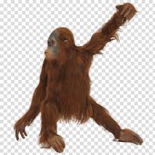 1,184 orangutan clip art images on gograph. Free Download Brown Orangutan Orangutan Icon Orangutan Transparent Background Png Clipart Hiclipart