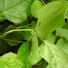 Image result for Psophocarpus scandens
