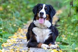 Die sanftmütigen hauswächter aus den alpen. Berner Sennenhund