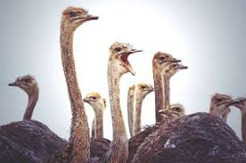 Bird That Looks Like An Ostrich Crocodiles Can Climb Trees And 4 Other Weird Animal Facts You Didn T Know Weird Animal Facts Animal Facts Weird Animals