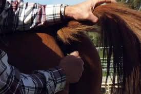 How to Take Your Horse's Temperature 