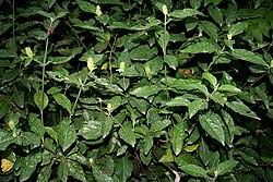 Image result for Ecbolium hastatum