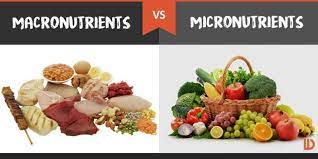 As micronutrients are expensive compared to the major macronutrients, research on micronutrient seed treatments may be. 15 Differences Between Macro Nutrients And Micro Nutrients Public Health Notes