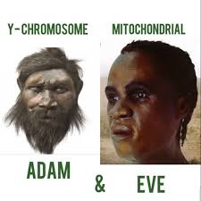 A controversial scientific study has implied that all modern humans might  have “spawned” from a single couple, hundreds of thousands of years ago.