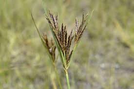 Image result for Cyperus rigidifolius