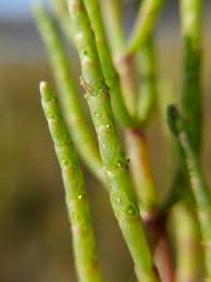 Image result for Salicornia pachystachya