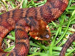 When hunting in water the snake may forage with only its head under or submerge itself fully. Banded Water Snake Wikipedia