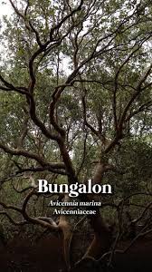 Image result for Avicennia marina