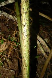 Image result for Ptisana salicifolia