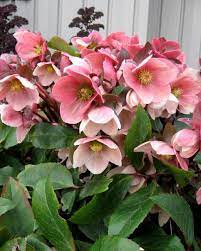 Lenten Rose Gold Collection Pink Frost Lenten Rose Winter Flowers Plants