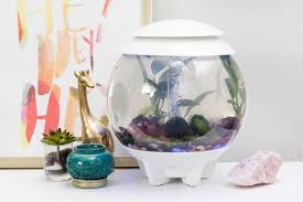 Discover more posts about betta bowl. Best Plants For A Betta Fish Hgtv