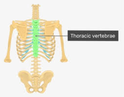 Maybe you would like to learn more about one of these? Posterior View Of The Vertebral Column And Rib Cage Thoracic Vertebrae On Skeleton Hd Png Download Kindpng