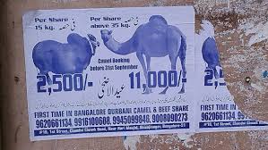 In kannada you call sheep kuri. Petition Camels Are Banned In The State Of Karnataka We Wish To Impress You To Immediately Stop The Camels From Slaughter And Recreation Purpose Change Org