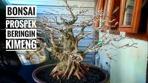 Bonsai Beringin Gabungan Cahunit Com