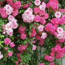 Your email address will not be published. Cottage Farms Direct Climbing Roses 2 N 1 New Dawn And Pinkie Climbing Rose 2pc