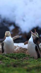 Search engine journal's ebook, a complete guide to seo, provides an extensive overview of everything you need to know to be successful at search engine optimization today. Found On Bing From Spotlight It Notes Ru Yellow Eyed Penguin Penguins Yellow Eyes