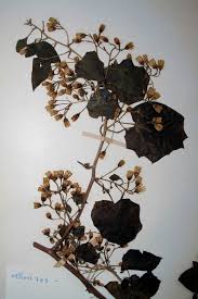 Image result for Mikaniopsis