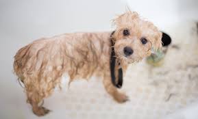 We treat them like our family because they are part of yours. Happy Tails Pet Spa Up To 57 Off Royal Palm Beach Fl Groupon