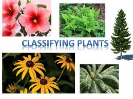 Maybe you would like to learn more about one of these? Classifying Plants Ppt Download